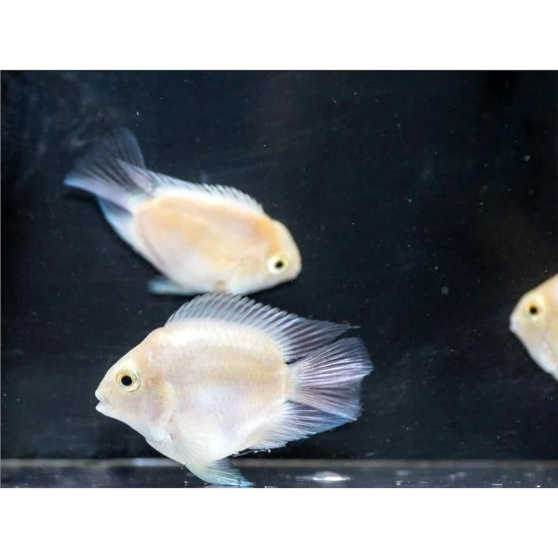 Hybrid platinum - imagine 4